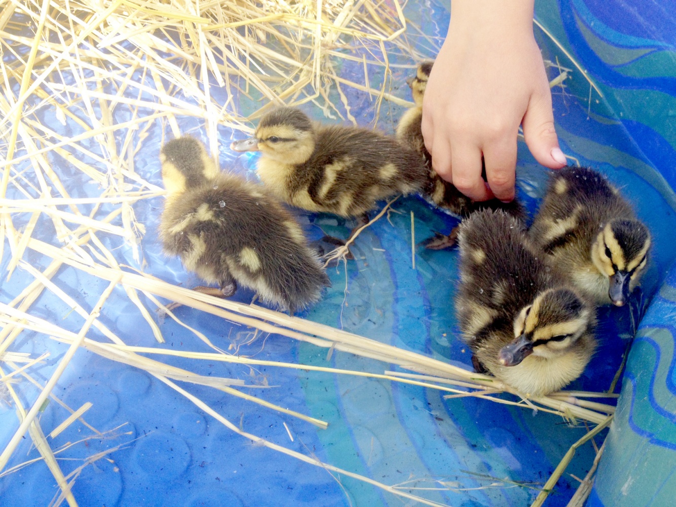 rescued-ducklings