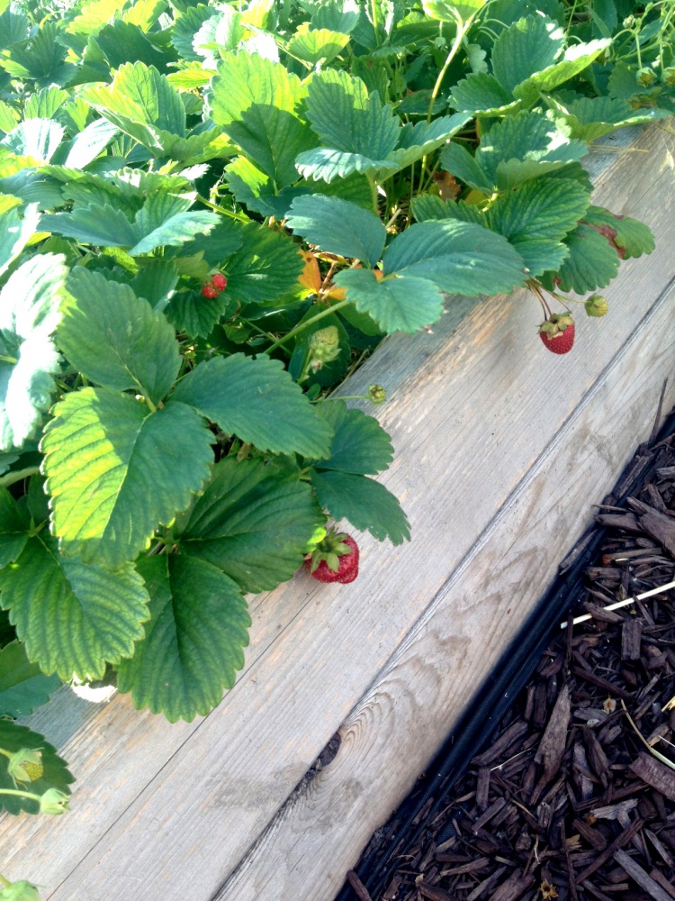 july-4-strawberries