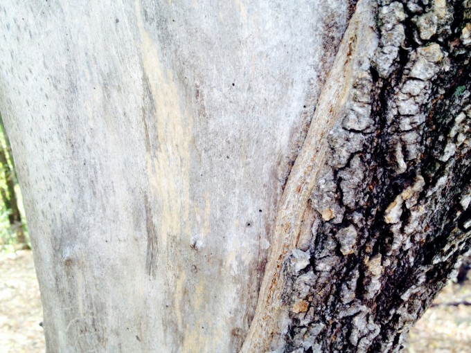 tree layers