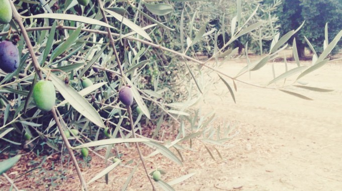tiny peasant olive plantation 5