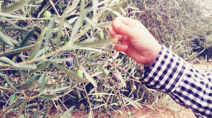 tiny peasant olive plantation 6