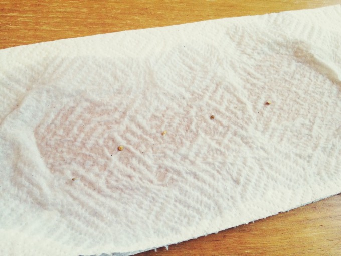 tiny peasant seeds on wet paper towel