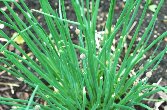 tiny peasant chive buds
