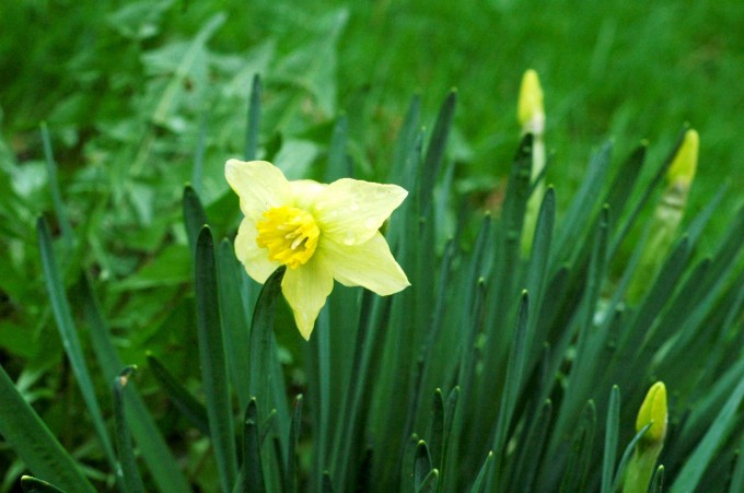 tiny peasant daffodil bloom
