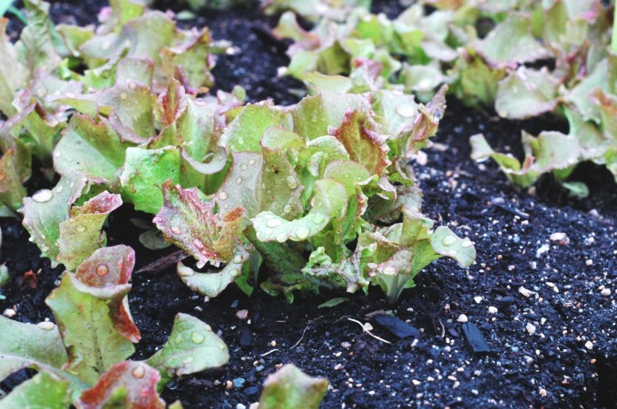 tiny peasant early lettuce