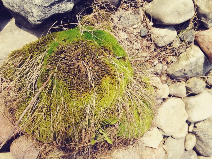 tiny peasant stony moss