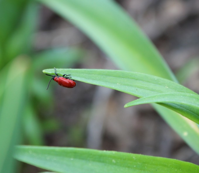 Squishing lily beetles and a thorough spray of neem oil has proved to be an effective method thus far.