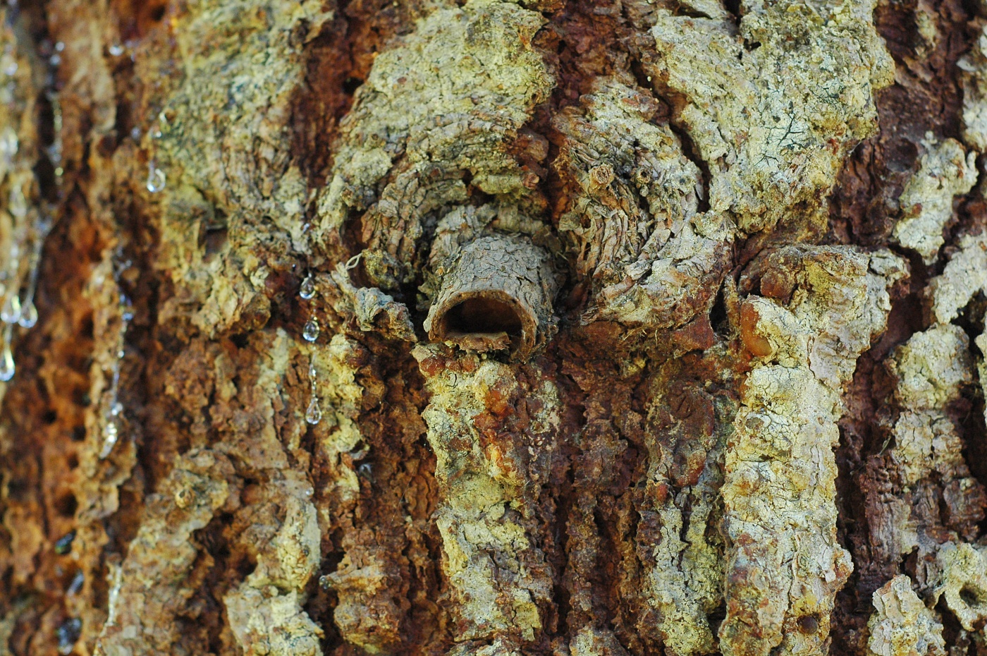 Just at the Neighbourhood Park – Tiny Peasant