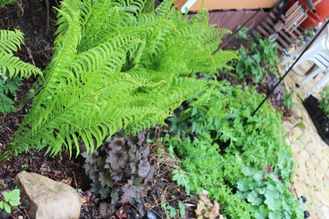 The ferns have shot up like crazy over the past 10 days or so.