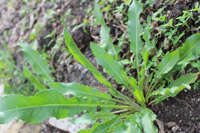 Volunteer sorrel plant