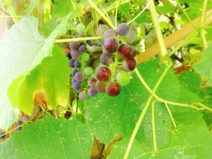 TP grape blush