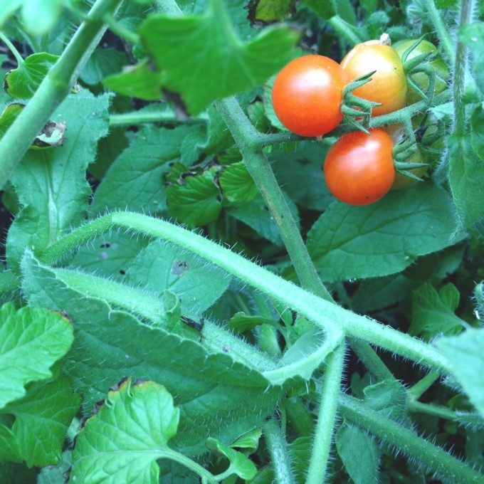 TP tiny tomatoes