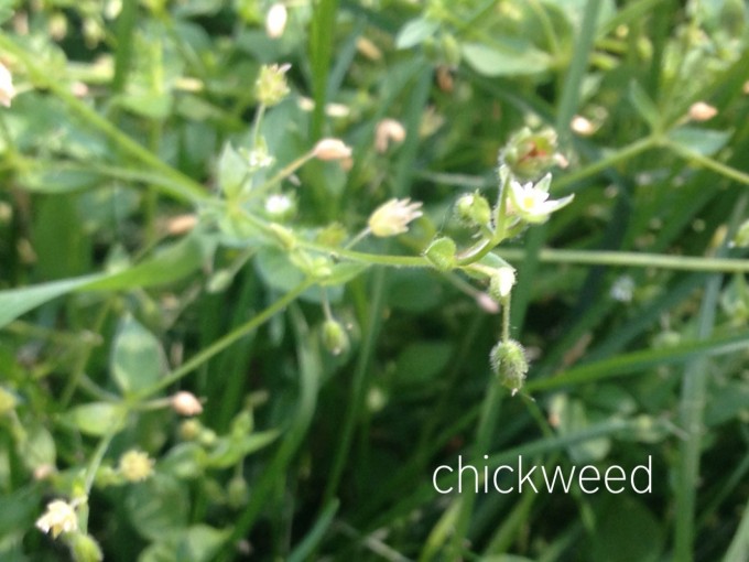 edibles hunt chickweed