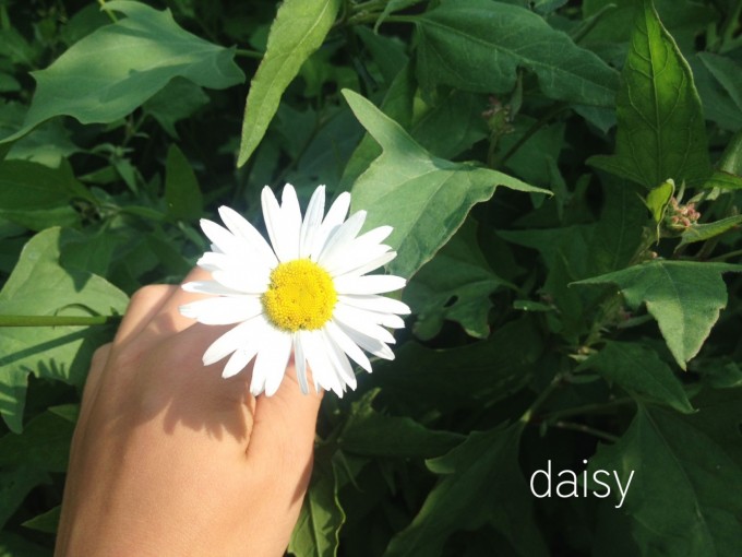 edibles hunt daisy