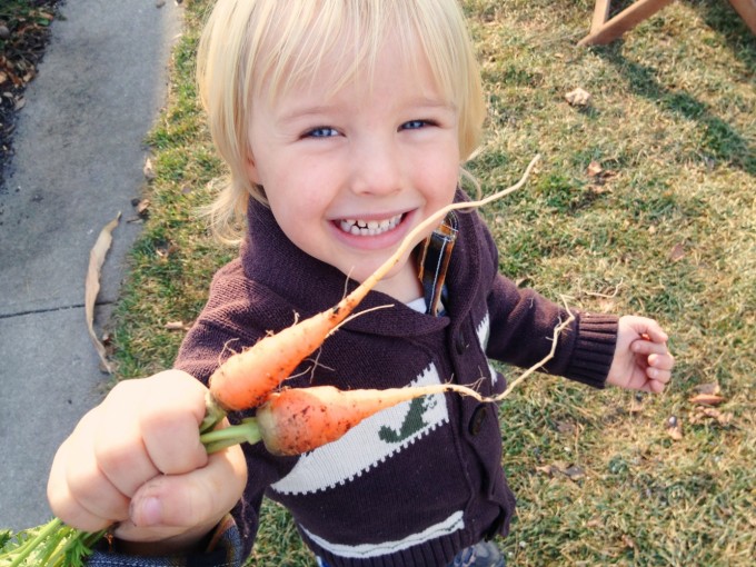 fall carrots
